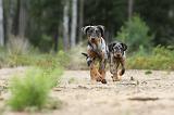 BEAUCERON - PUPPIES 099